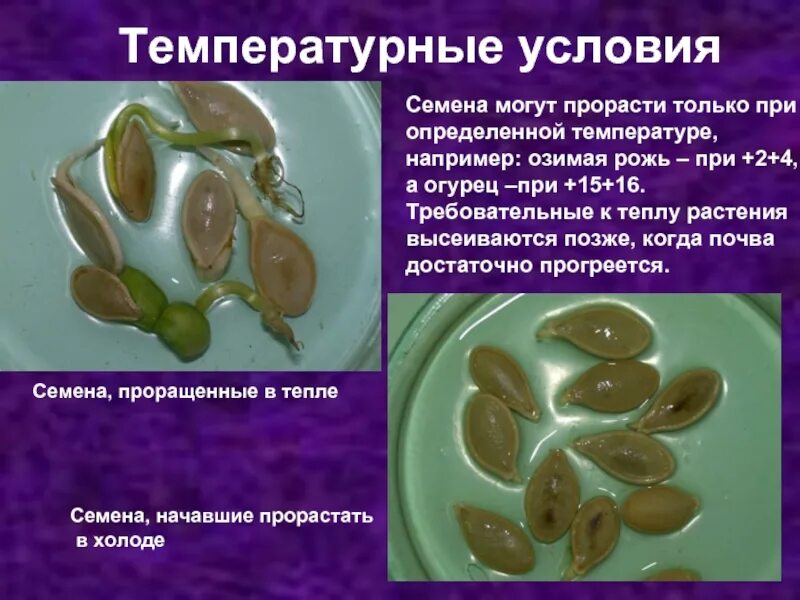 Влияние на прорастание семян. Влияние температуры на прорастание семян. условия прорастания семян. влияние условий на прорастание семян. что влияет на температуру прорастания семян.