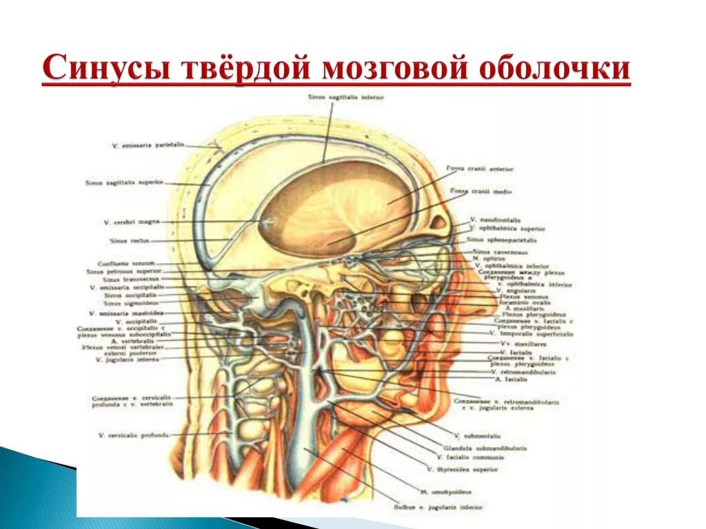 Синус оболочки мозга