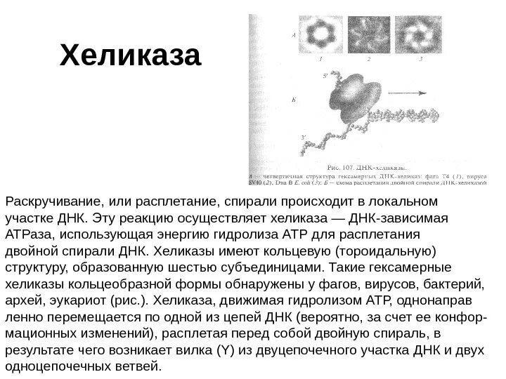 Функция днк хеликазы. Хеликаза. Хеликаза и геликаза. Днк хеликаза функции. Рнк праймаза синтезирует.