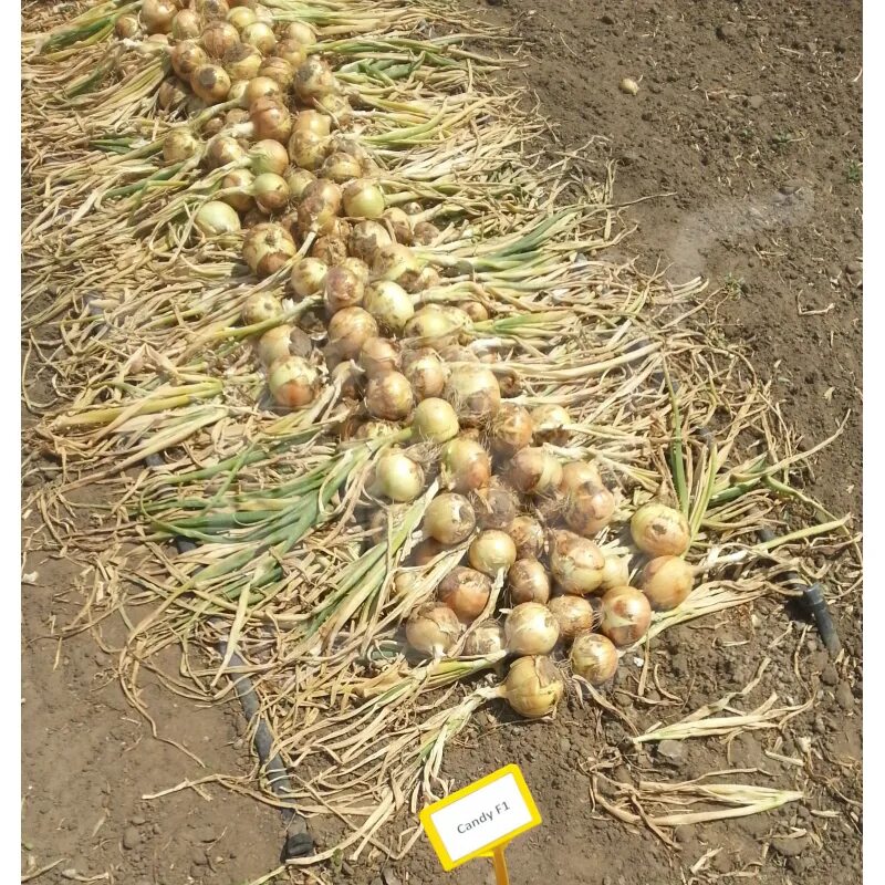 Лук репчатый кэнди f1. Лук кэнди f1. Семена лука seminis кэнди. Лук кэнди f1. Семена репчатого лука кенди.