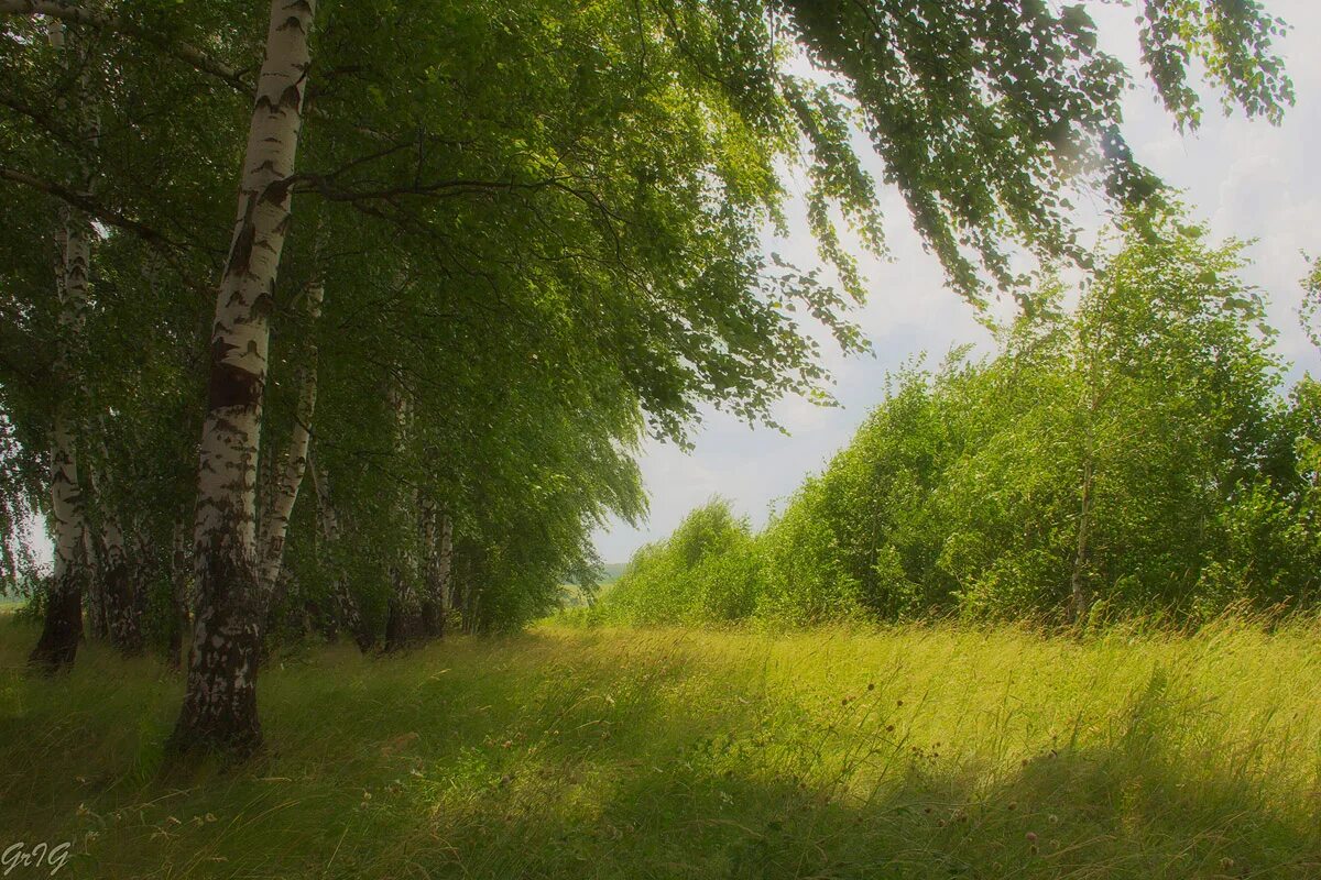 Березовая Дубрава. Березовая Дубрава заказник. Белорусские березы. Березовый край. Березки орел