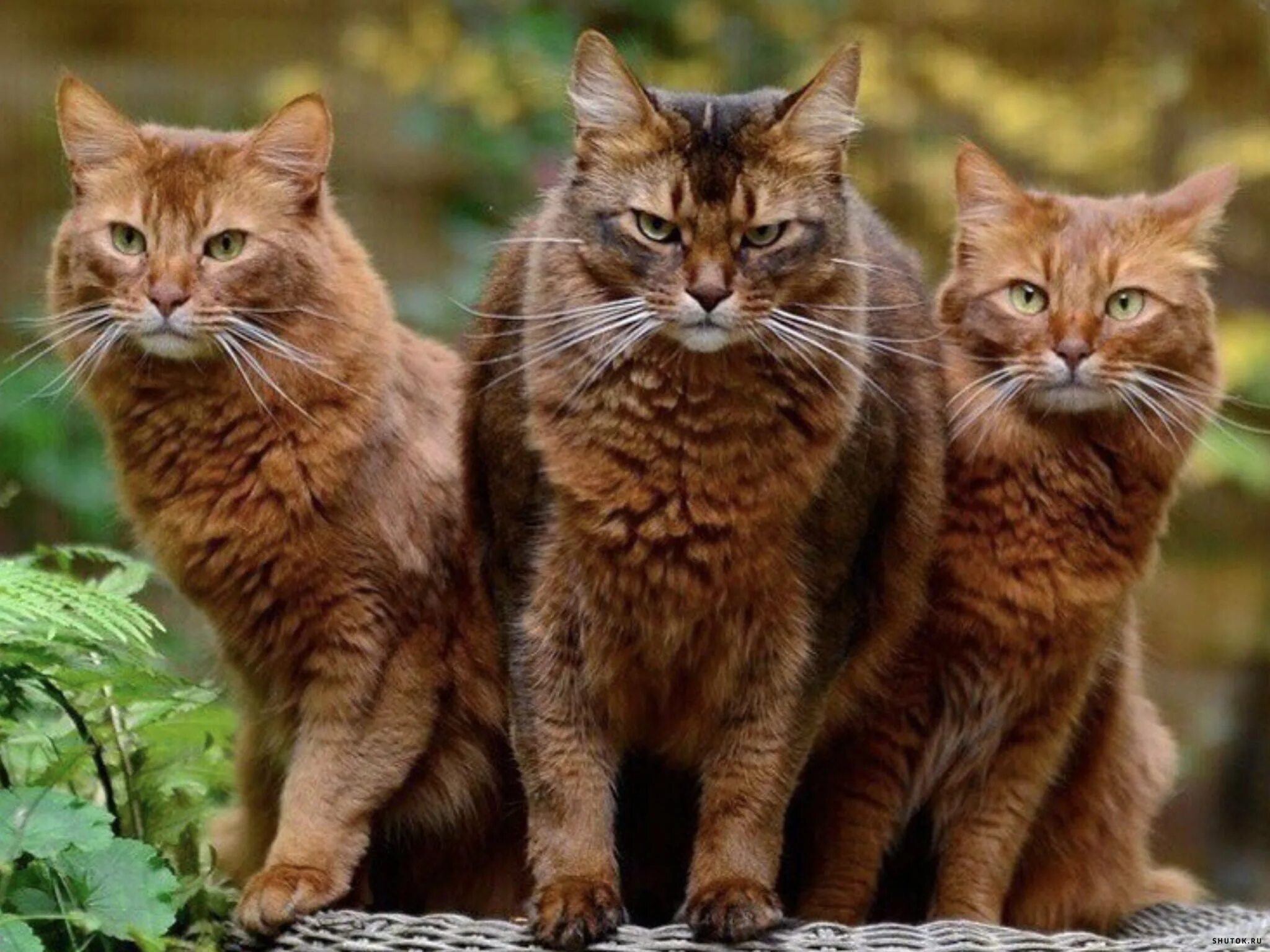 Нет 3 кошки. Четыре кота. 3 Кота. 3 Кошки.