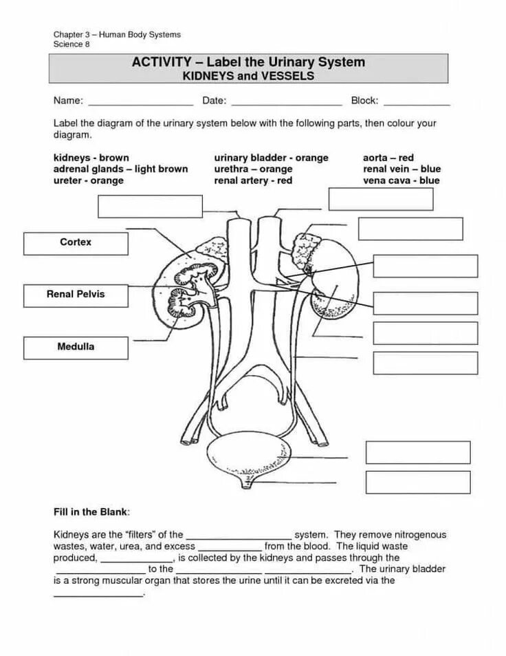 Label these diagrams