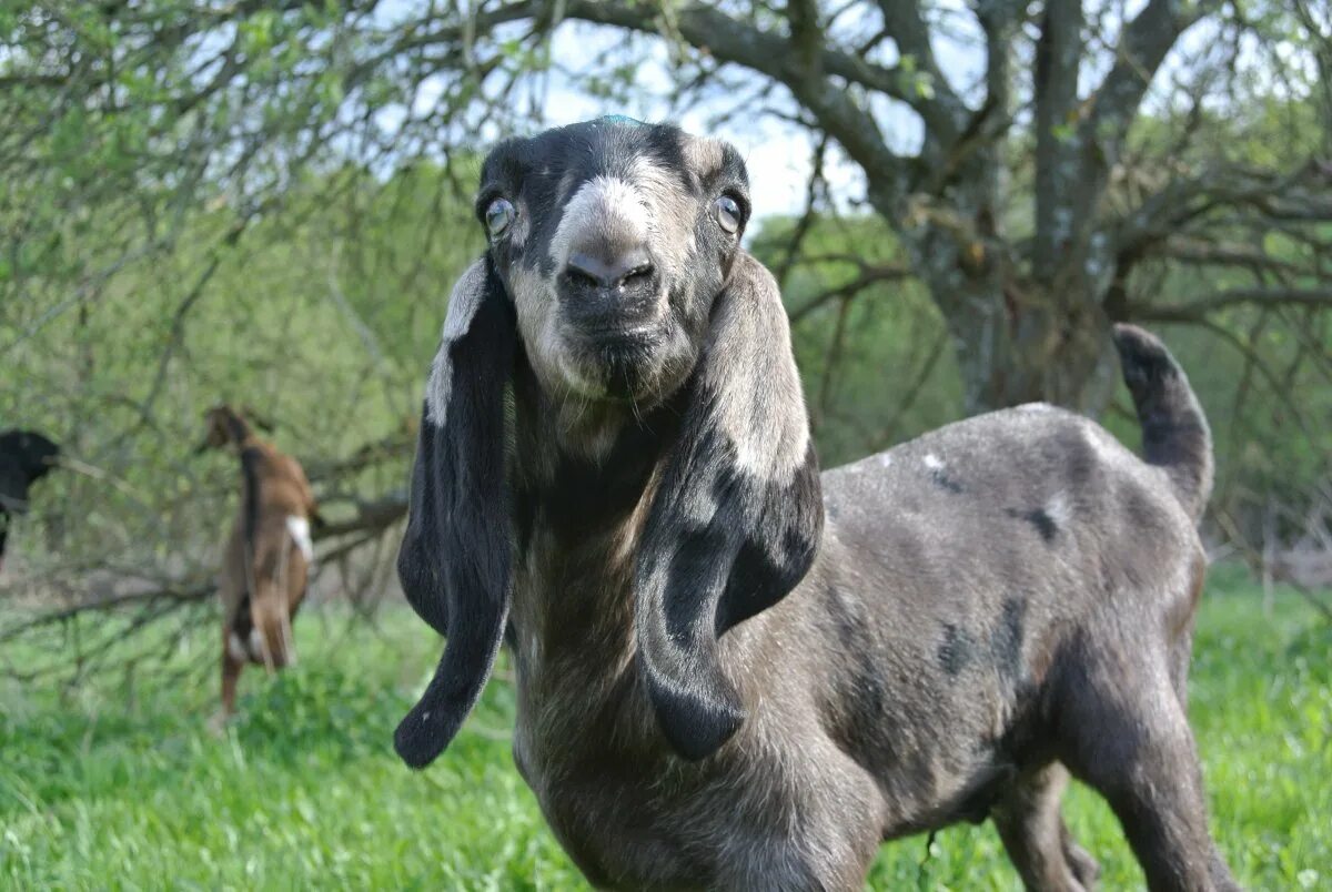 Ушами порода козы. Козы нубийской породы. Англо-нубийская коза. Нубийские козы с рогами. Нубийские козы с длинными ушами.