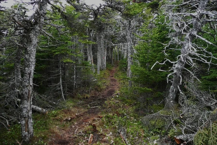 В лесах в горах содержание. Тайга бурелом. Сибирская Тайга бурелом. Тайга Карелия бурелом. Тайга чаща непролазная.