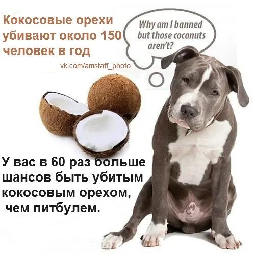 Можно ли собакам кокос