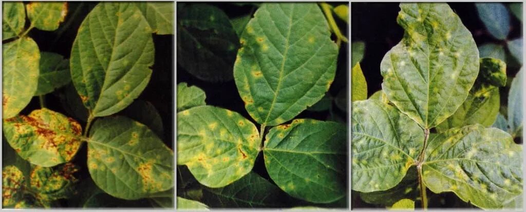 септориоз сои. болезни сои. пятнистость сои. септориоз клематиса. заболевание сои.