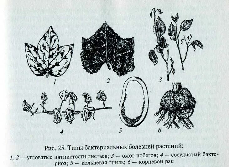 Виды болезней растений. Основные типы проявления болезней растений. Бактериальные болезни растений. Заболевания растений вызванные бактериями. Определение болезней растений