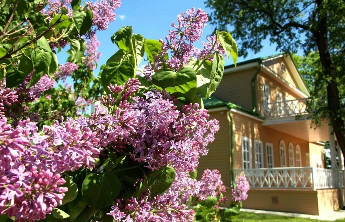 Когда в садах цвела сирень. Сирень Массена. Сирень в Тарханах.