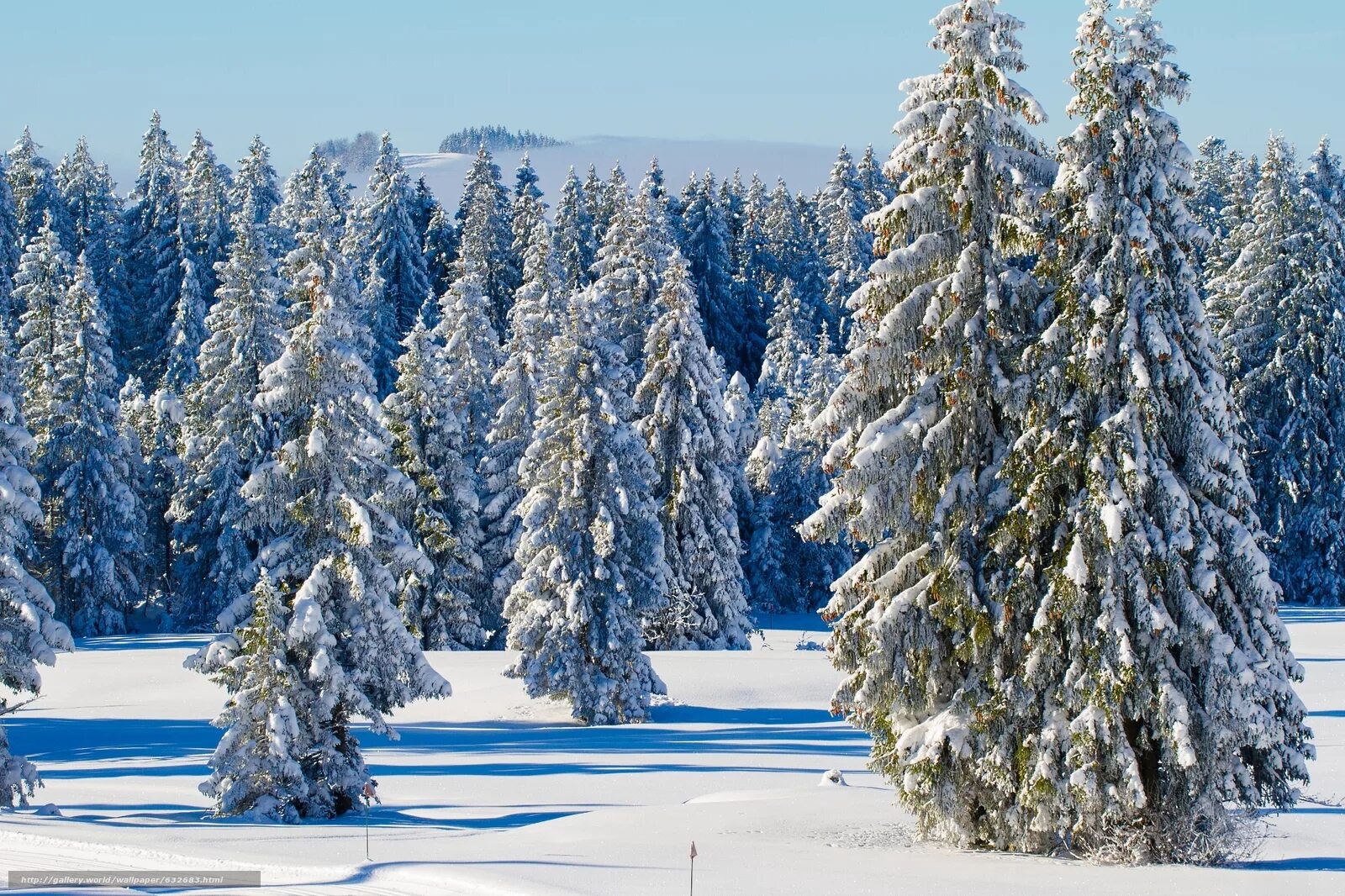 Зимняя ель. Зимняя ель. Зимняя ель. Елка зимой. Пихта сибирская.