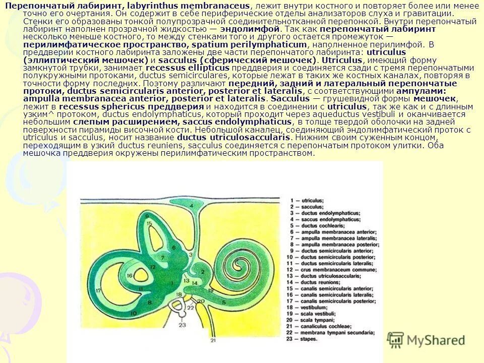 строение и значение структурных компонентов наружного уха. вывод по теме слух человека. каково значение органа слуха. части и строение уха человека. наружное ухо отдел строение функции.
