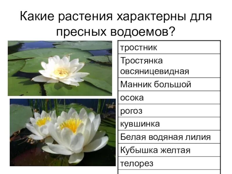 Растения пресноводных водоемов. Растние пресных водоёмов. Растения которые растут в пресных Водах. Описание водоемах растений. Укажите растения водоемов