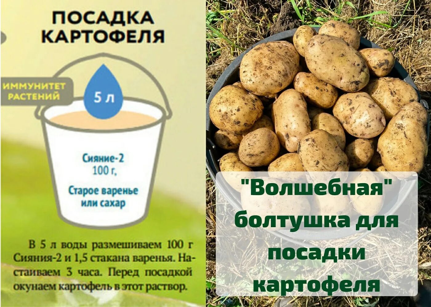 Посадочный материал картофеля. Картошка болтушка. Удобрения для посадки картофеля. Поступление посадочного картофеля.