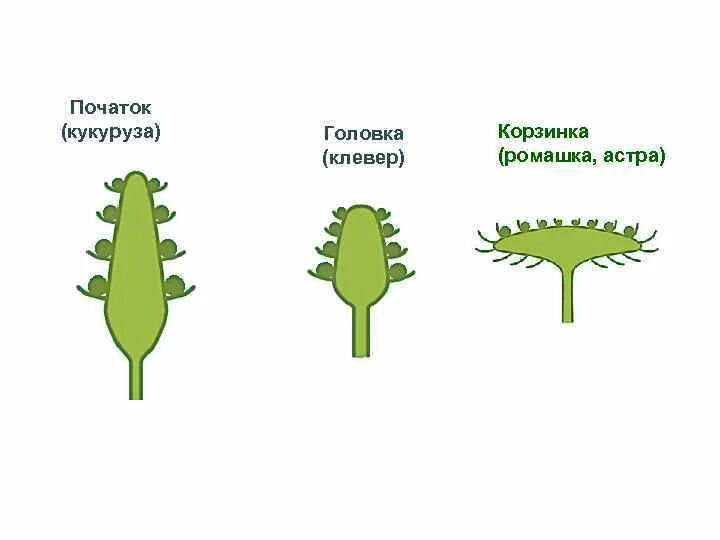 Цветок орган семенного размножения впр