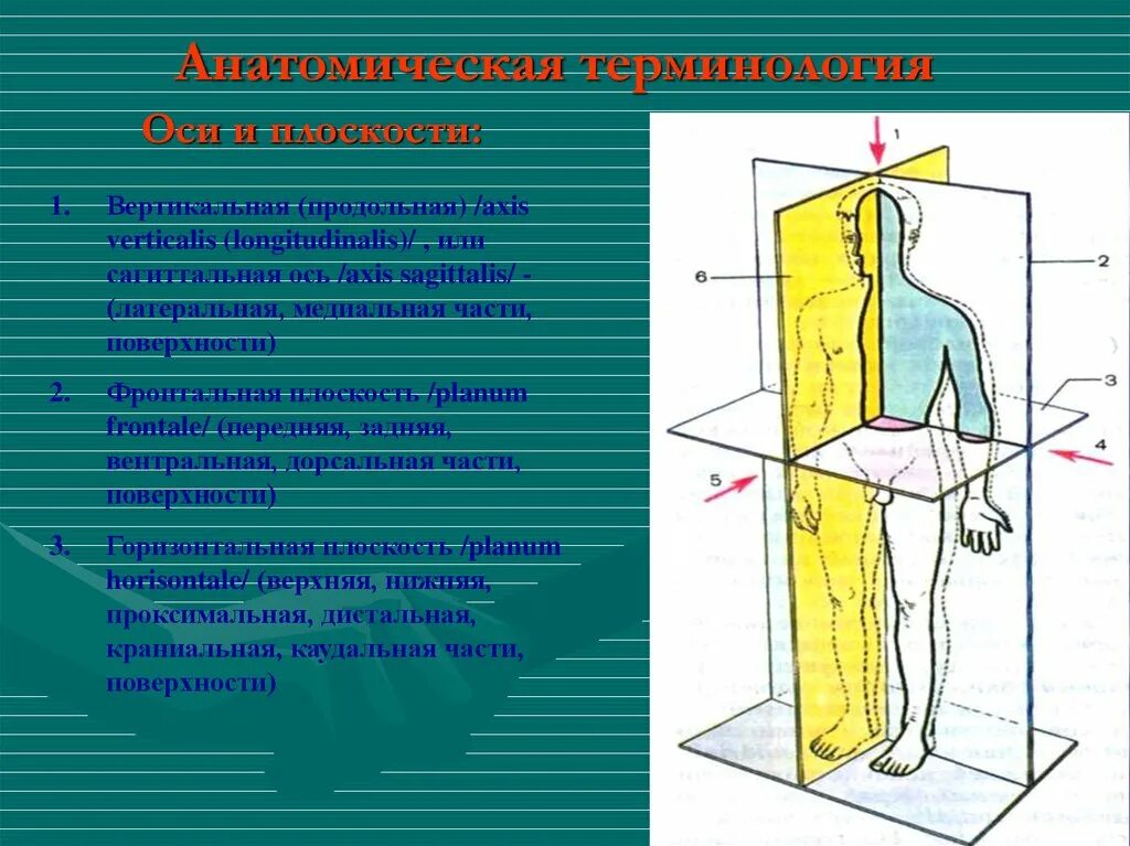 Сегентальная плоскость в анатомии. Сагиттальная плоскость и фронтальная ось. Плоскости в анатомии латеральная и медиальная. Сагиттальная фронтальная горизонтальная плоскость и оси. Каудальное направление