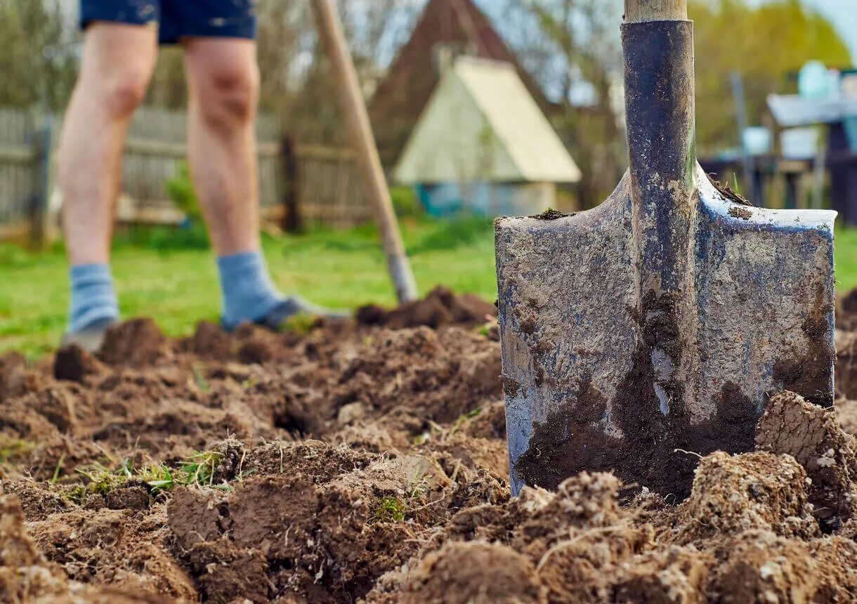 Можно ли перекапывать землю. Перекопка огорода. Копать огород. Копать землю лопатой. Лопата для огорода.