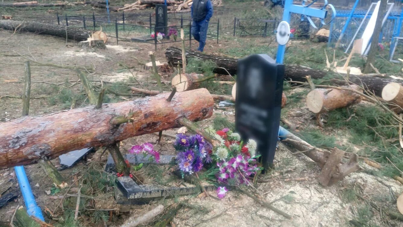 Климовские новости брянская области. Погром на кладбище в Брянской области. Одиночная могила. Дерево на могиле. Спилить дерево на кладбище.