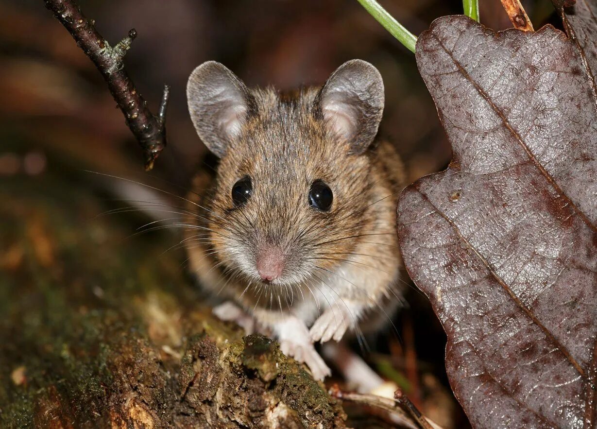 Полевая мышь Apodemus agrarius. Apodemus uralensis. Лесная мышь (Apodemus sylvaticus). Лесная, желтогорлая и Полевая мыши.. Лесная мышь животное