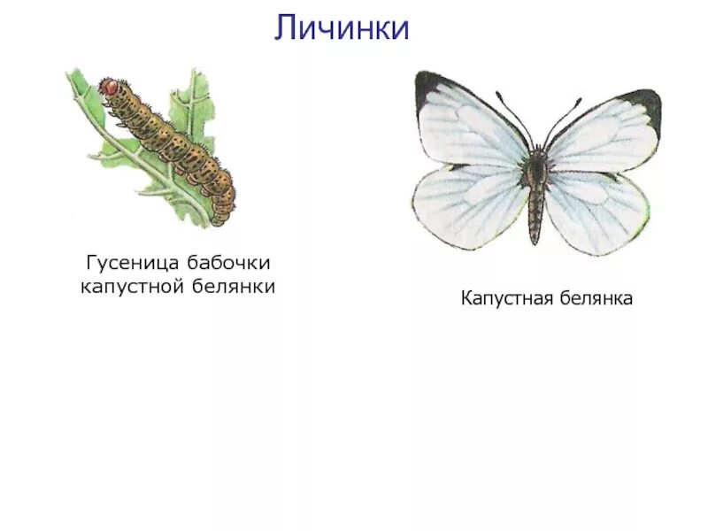 Характеристика гусениц. Гусеница капустницы белянки. личинка капустной белянки. личинки гусеница бабочки капустной белянки капустная белянка. строение гусеницы капустницы.