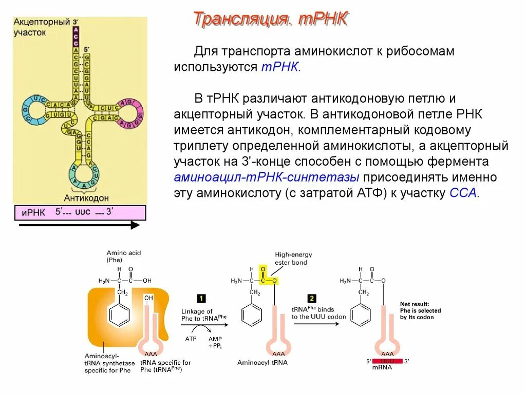 Акцепторный участок т-РНК. Акцепторный участок ТРНК функции. Акцепторный конец ТРНК. Функция акцепторного конца ТРНК.