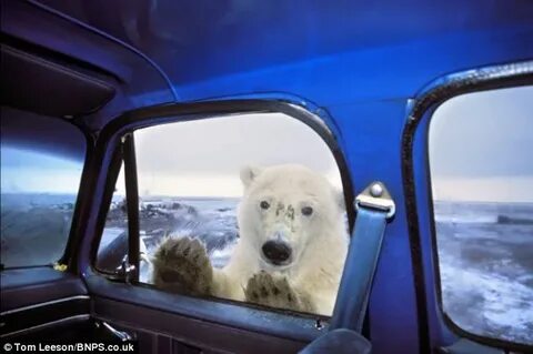 Drive bear