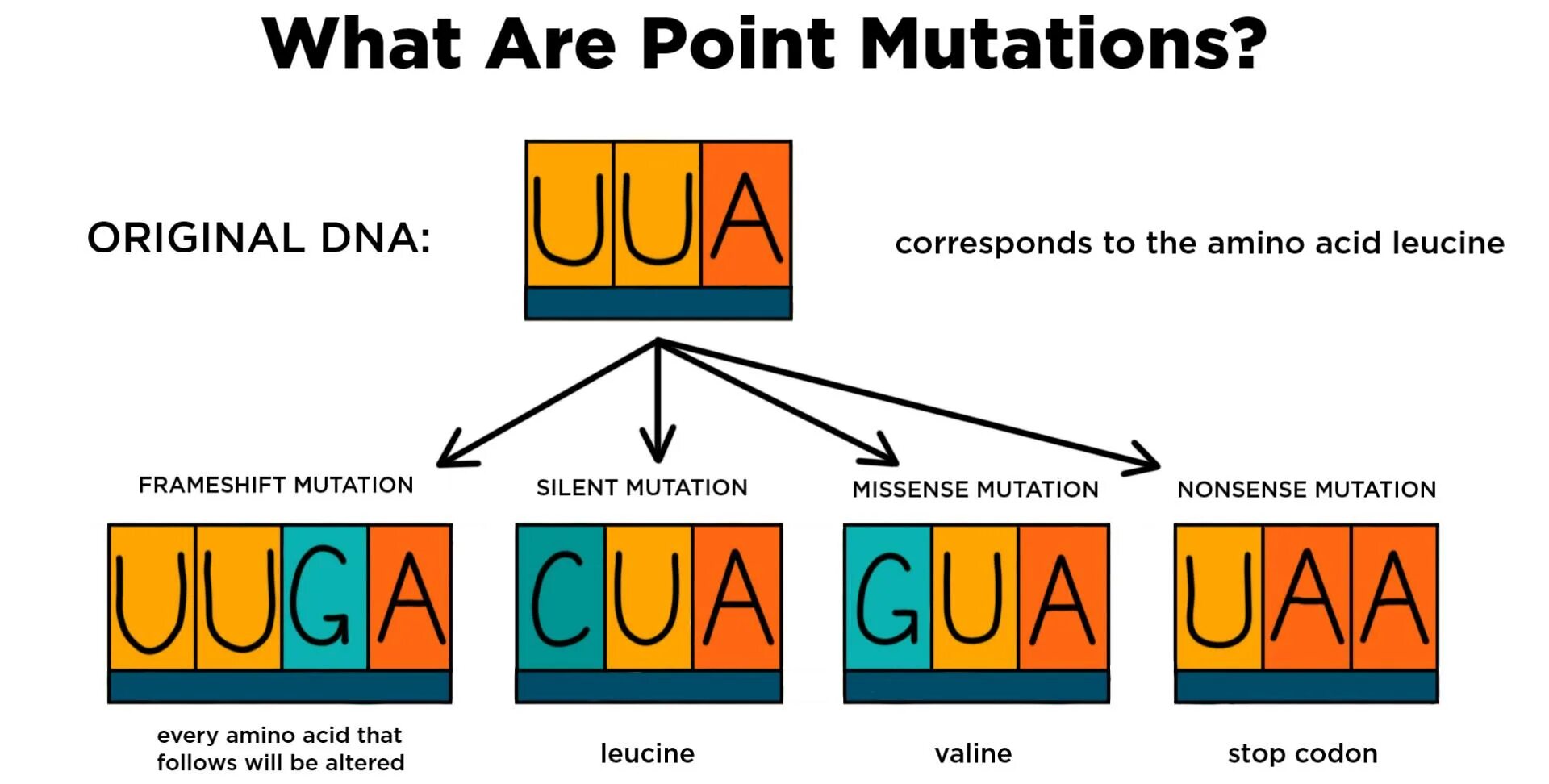 Global mutation. Миссенс мутация. Типы мутаций миссенс. Миссенс нонсенс Сайленс мутации. Point Mutations are.