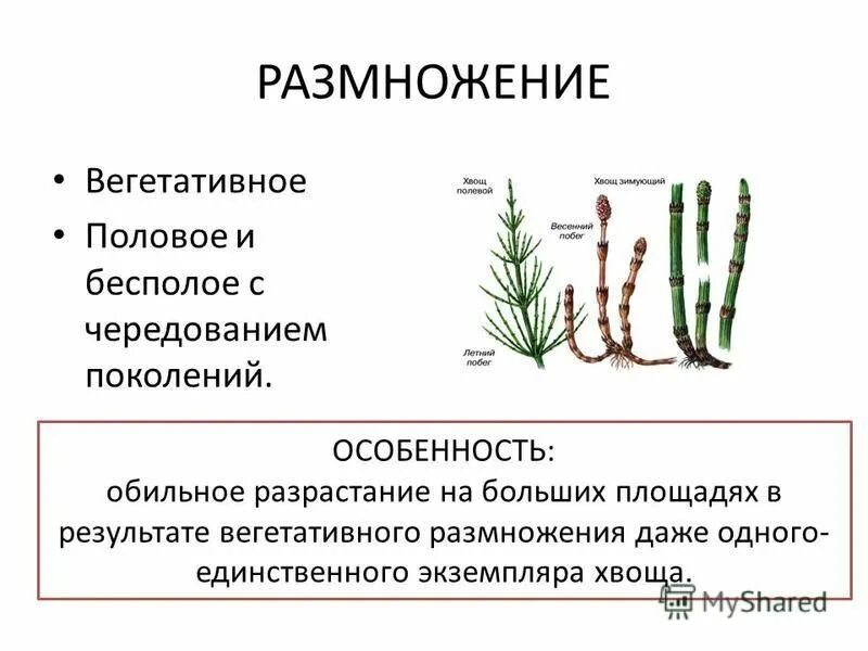 Плауны размножаются семенами. Размножение хвощей. Отдел Хвощевидные размножение. Размножение хвоща полевого схема. Хвощевидные растения схема размножения.