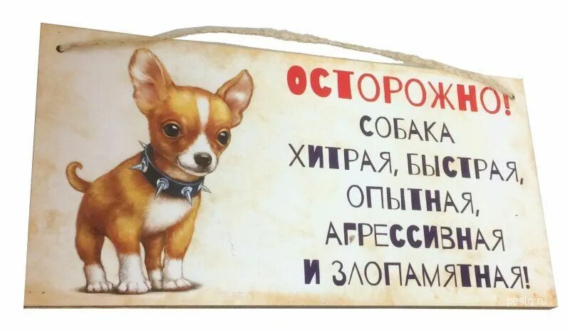 В ее черепной коробке нету чихуахуа