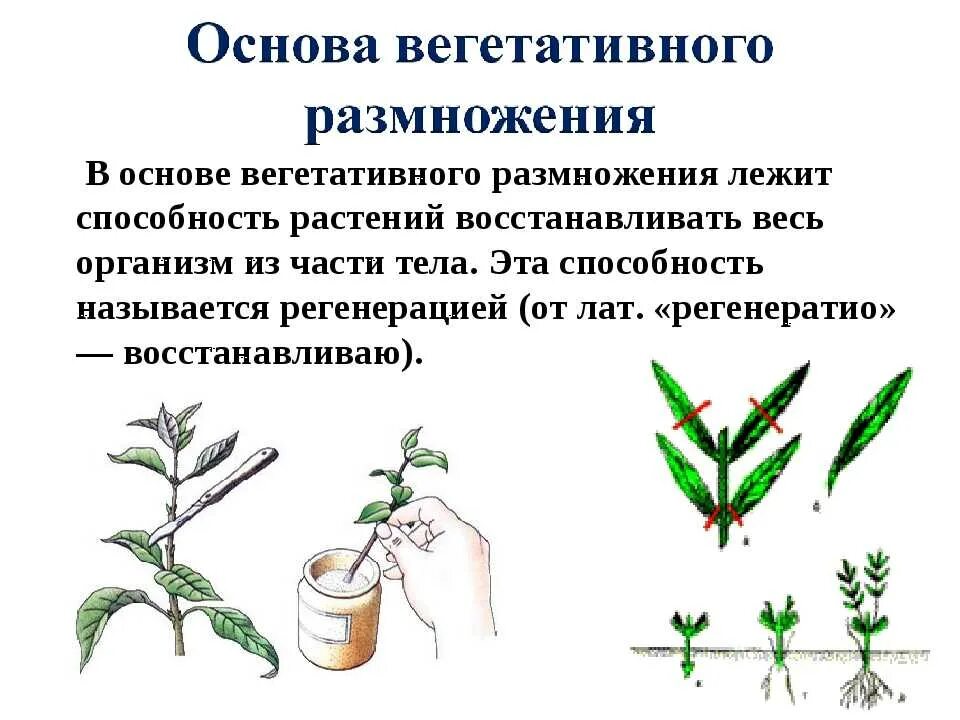 Способ вегетативного размножения комнатных растений. Вегетативное размножение комнатных растений схема. схема черенкования комнатных растений. вегетативное размножение растений черенкование. размножение конопли черенками.