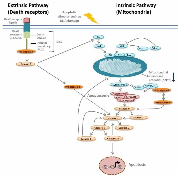 Pathways 2. Apoptosis pathways. extrinsic pathway apoptosis. apoptotic pathway. intrinsic pathway of apoptosis.