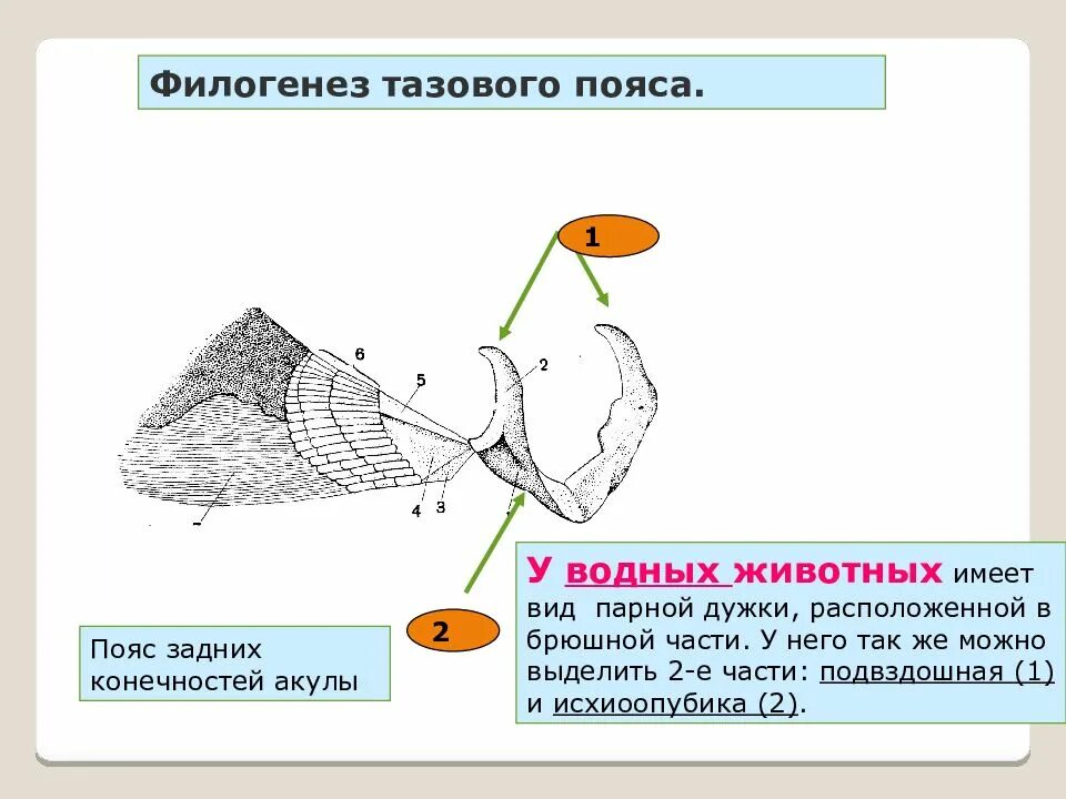 Пояс задних конечностей у рыб. Пояс передних конечностей у рыб. Скелет парных конечностей у рыб. Скелет задних конечностей у рыб. Скелет парных конечностей