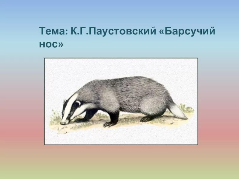 Барсучий нос аудио. Паустовский барсук барсучий нос. К. Паустовский "барсучий нос".