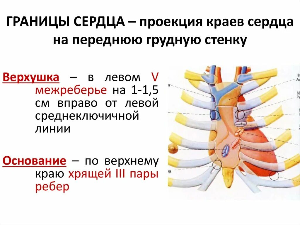 Верхушка сердца проецируется. Граница верхушки сердца. Проекция сердца на переднюю. Проекция сердца на переднюю грудную стенку. Клапаны сердца на грудной клетке