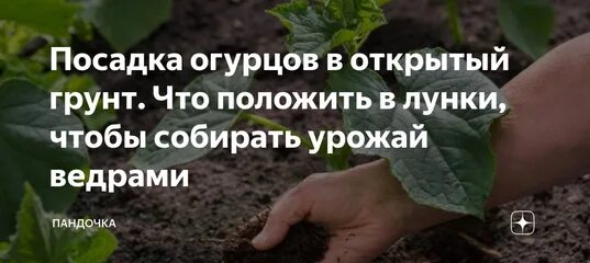 Посадка огурцов в лунки в открытый грунт. Посадка огурцов в лунки. Лунка для огурцов в открытом грунте. Лунки для огурцов в открытый. При посадке огурцы что положить