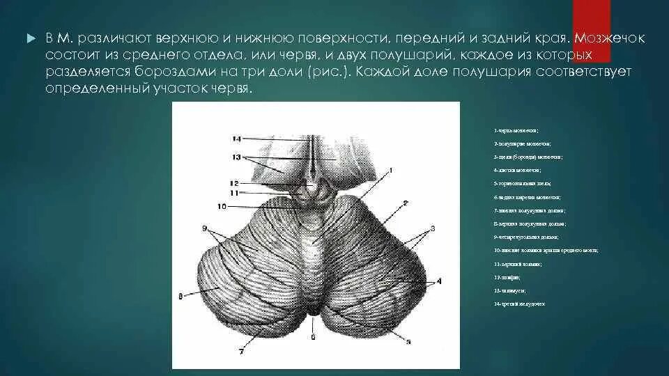 Мозжечок состоит из двух. Мозжечок состоит из двух