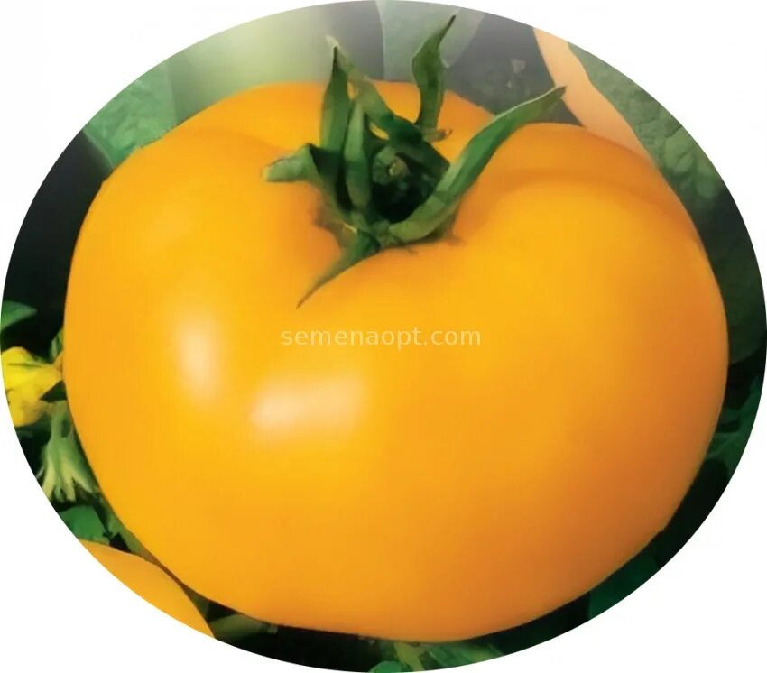 Томат зеро 0,1г ц/п (седек) желт. Томат зеро характеристика. Томат волшебный каскад f1. Детерм. Томат зеро седек.