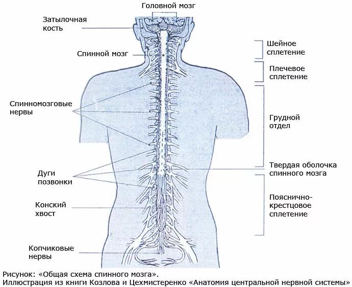 От спинного мозга отходит пара. От спинного мозга отходит пара