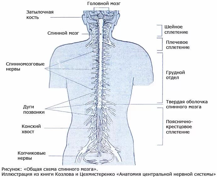 Сплетения спинномозговых нервов схема. Шейное сплетение спинномозговых нервов схема. Спинномозговые нервы 31 пара таблица. Спинной мозг шейный отдел анатомия.