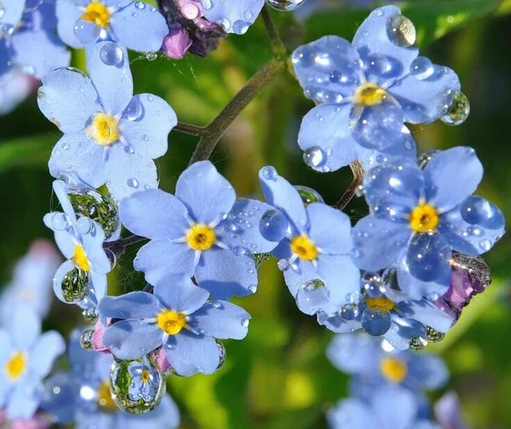 Незабудка Лесная Полянка. Незабудка (Myosotis). Незабудка мелкоцветковая. Незабудки Stervella. Оштрафовали за незабудку