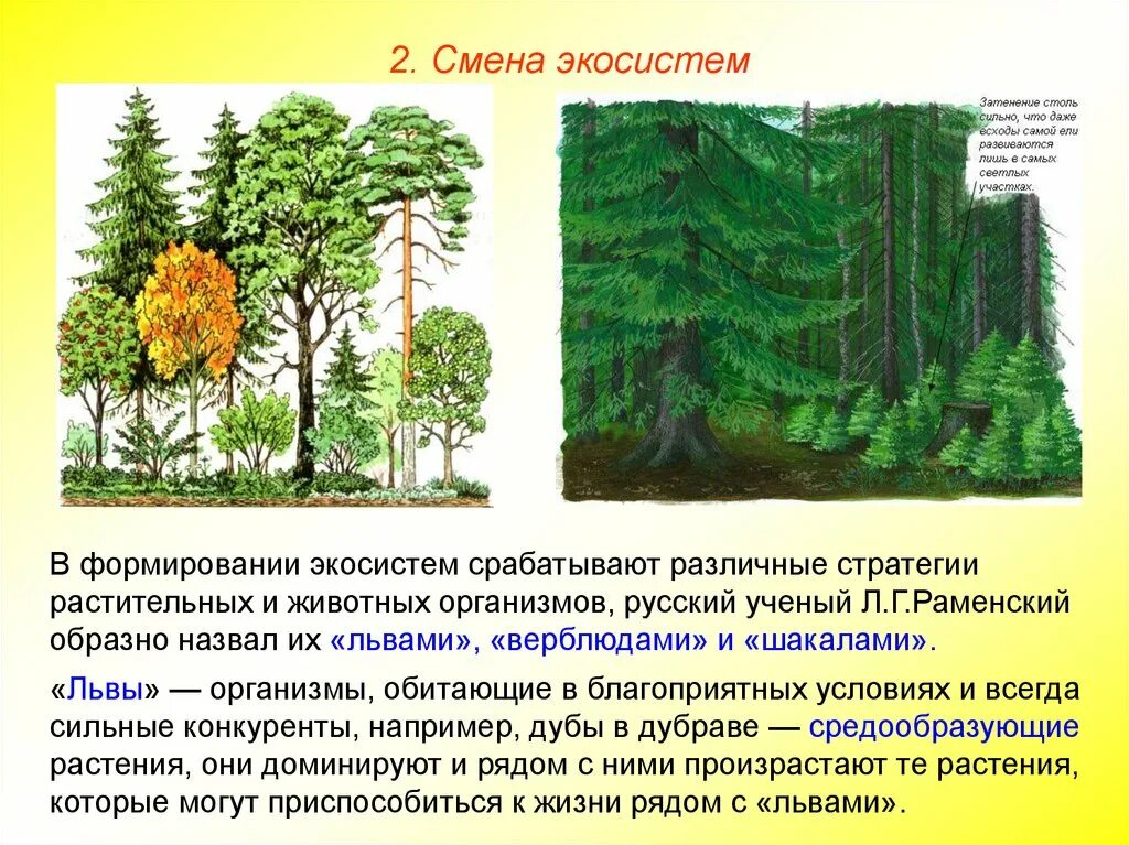 Изменение экосистемы. Зарождение и смена биогеоценозов. Смена экосистем. Смена экосистем схема. Развитие биогеоценозов