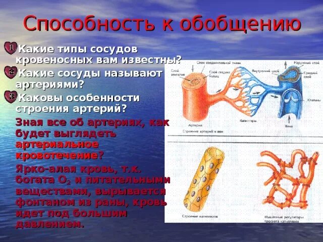 Какой сосуд называется. Каковы особенности строения артерий. Типы сосудов. Типы кровеносных сосудов. Какие сосуды называются артериями.