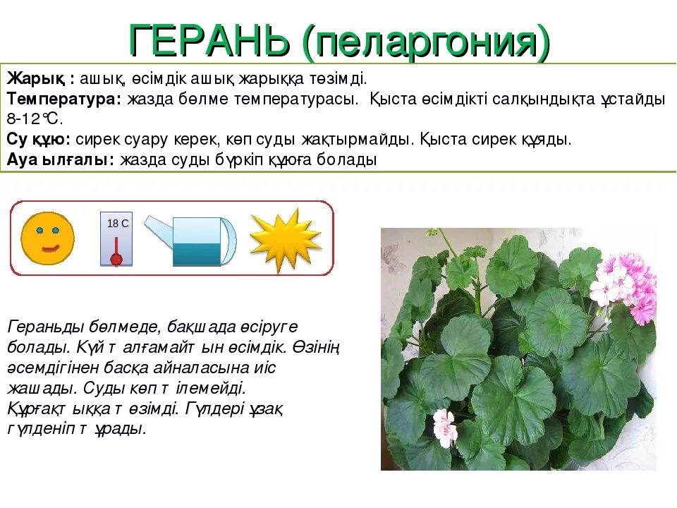 Герань карточка. Слова из слова герань