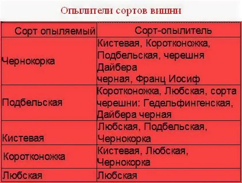 Вишня может быть опылителем для черешни. Черешня опылители таблица. сорта опылители черешни таблица. таблица опылителей вишни. опылители вишни.