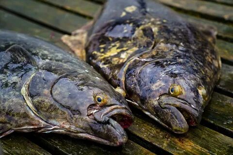 Рыба в балтийском море