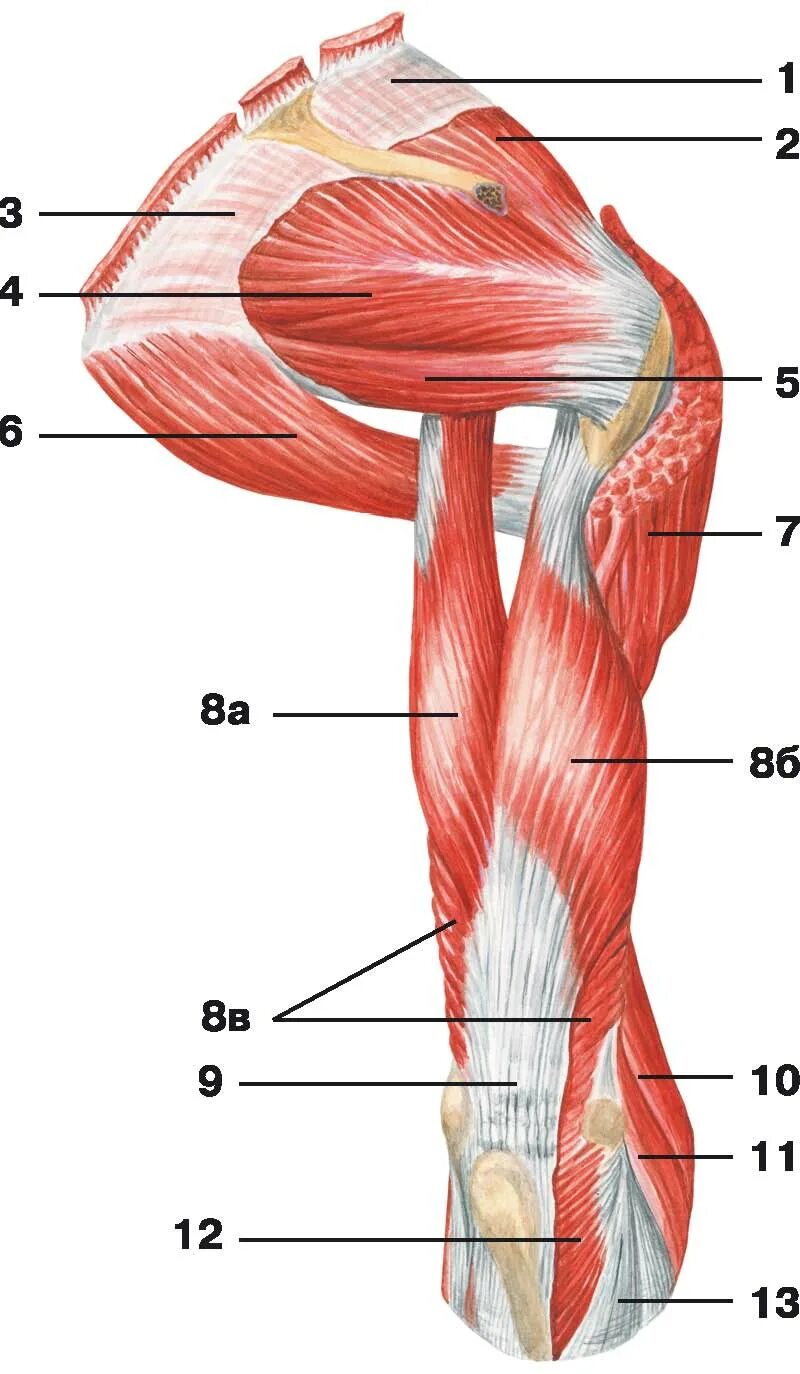 Мышцы плечевого пояса дельтовидная мышца. Мышцы плеча анатомия. Внутренняя поверхность плеча