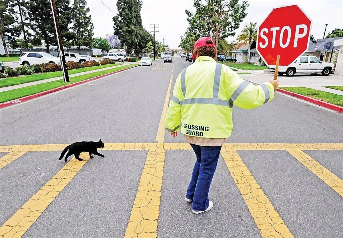 Приметы перейти дорогу. Черный кот перебегает дорогу. Кошка переходит дорогу. Черный кот переходит дорогу. Кошка на дороге.
