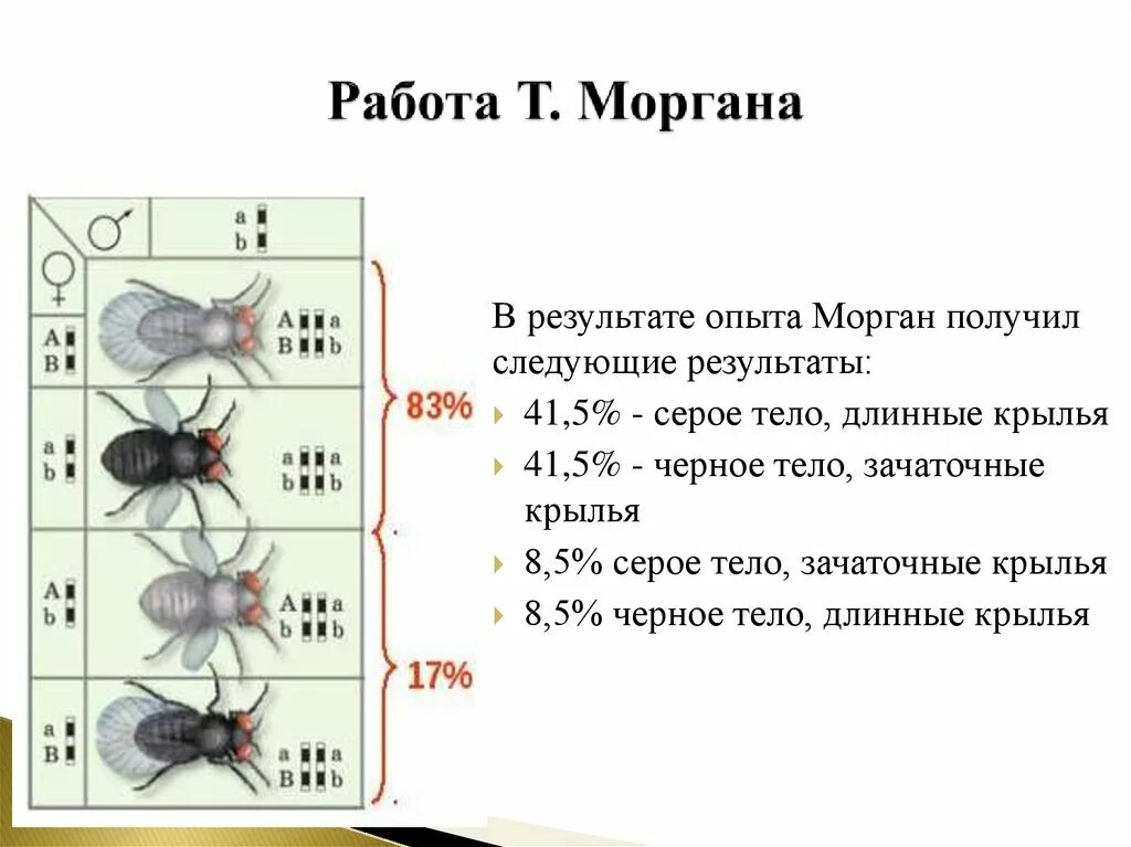 Определение хромосомной теории. Положения хромосомной теории наследственности томаса моргана. теория томаса моргана генетика. теории наследственности т. моргана.