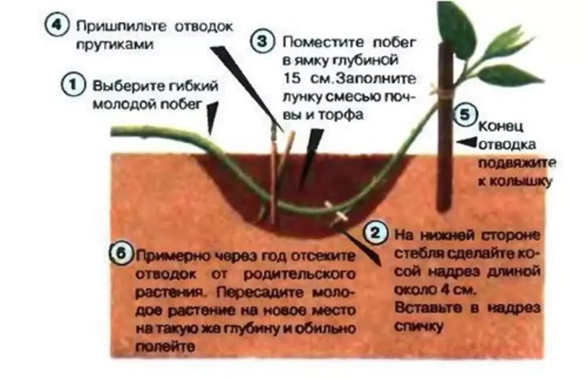 Как размножается жимолость. Жимолость плетистая размножение черенками. Размножение жимолости каприфоль отводками. Размножение жимолости черенками летом. Размножение жимолости одревесневшими черенками.