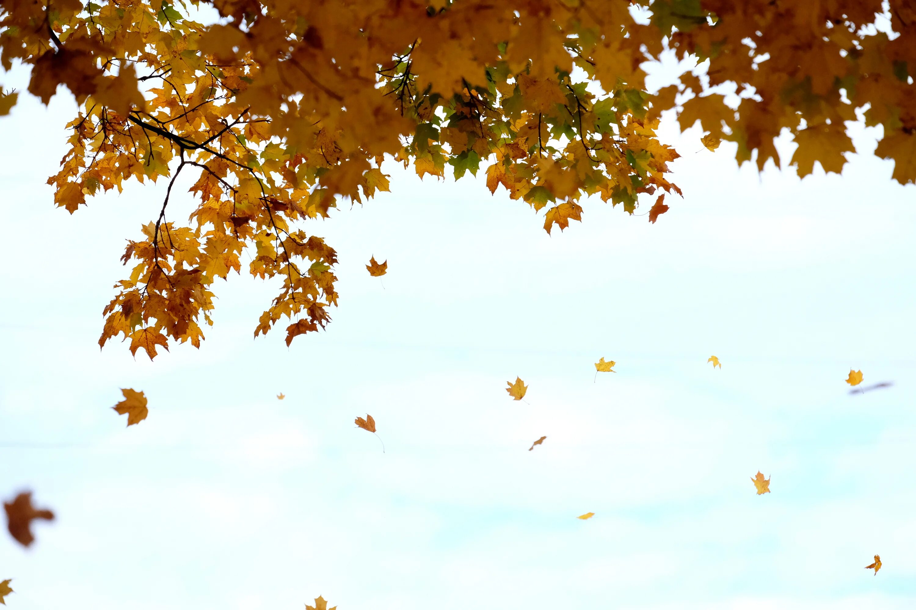Книга падают листья. Падающие листья. Падающие осенние листья. Осень листопад. Осень падают листья.