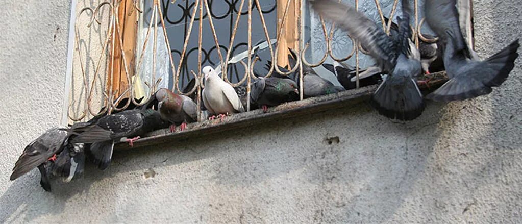 Голубь на подоконнике. Защита балкона от голубей. Пугаем голубей. Голуби на балконе. Голуби на крыше балкона